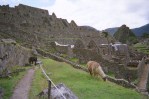 Lots of llamas on Machu Picchu for effect