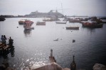 97650030 Seals & Pelicans