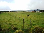 cows pasture cows pasture