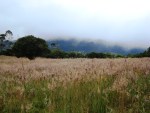 tall grass tall grass