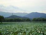 summer palace marsh tower 2