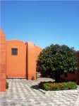 santa catalina arequipa peru tree flowers