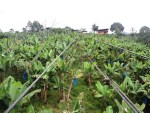 jardin antioquia colombia countryside cable car 4