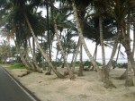 san andres colombia coastline palms 3