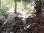 san andres colombia johnny cay coconuts