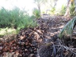 san andres colombia johnny cay coconuts 3