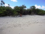 san andres colombia johnny cay isolated
